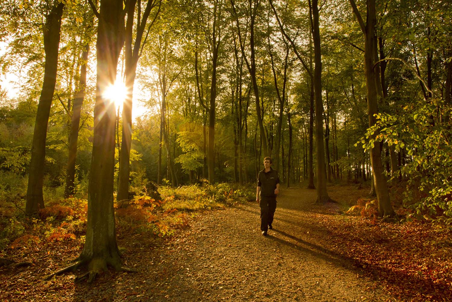 A man walks through the autumn trees at Beacon Hill