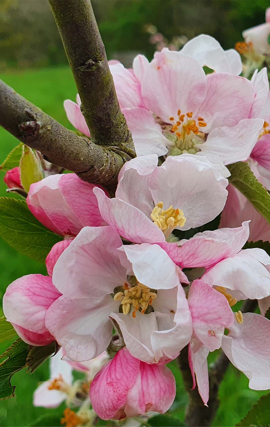 An up close image of apple blossoms