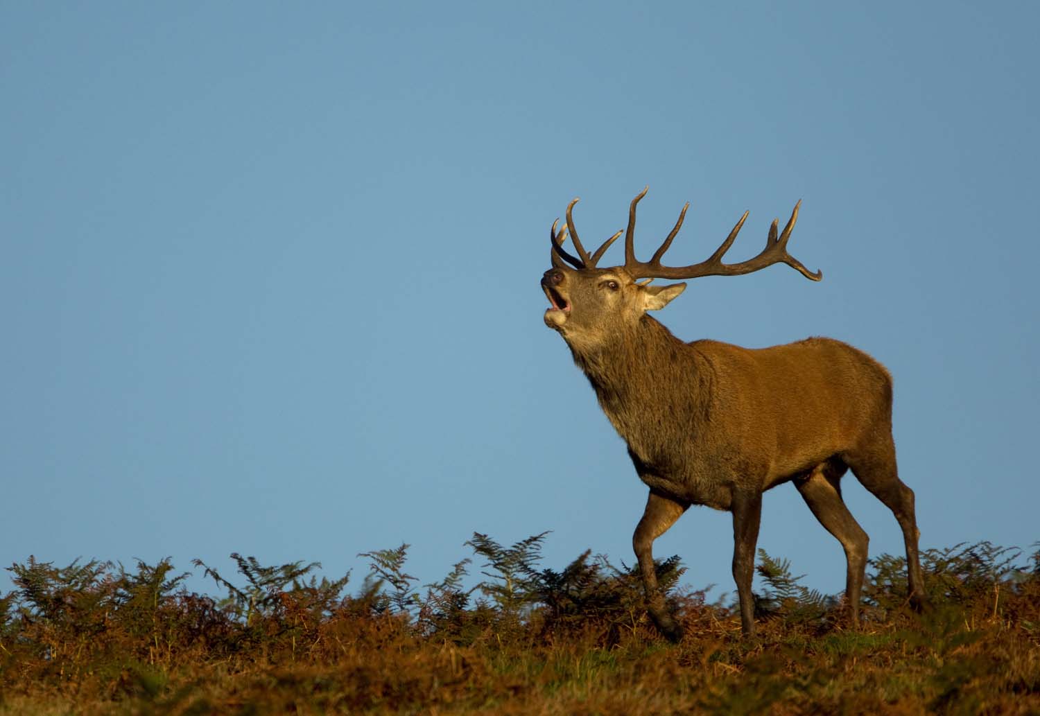 A red deer stag making its call on a ridge in Bradgate Park.