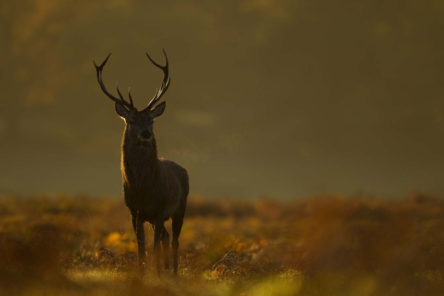 A red deer stag in Bradgate Park