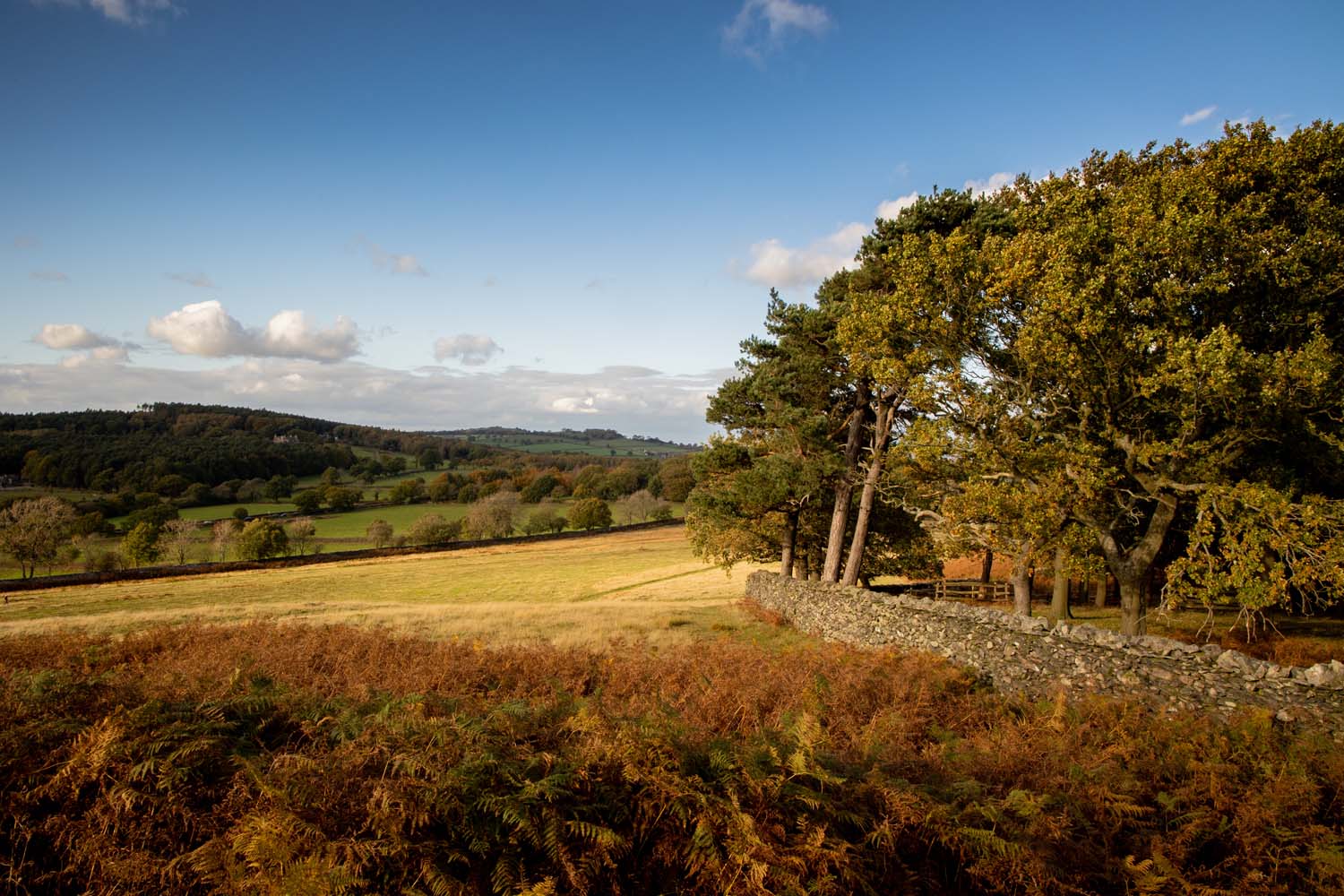 A view of Bradgate Park, featuring deer park, and an area of woodland surrounded by a dry stone wall