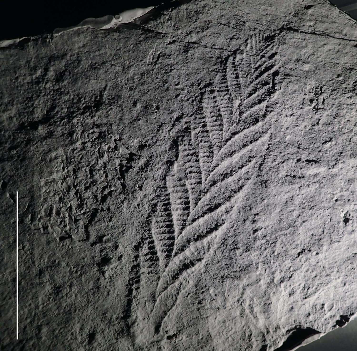 A replica of the fossil Charnia masoni. The scale bar indicates the fossil must be around 21 cm long.