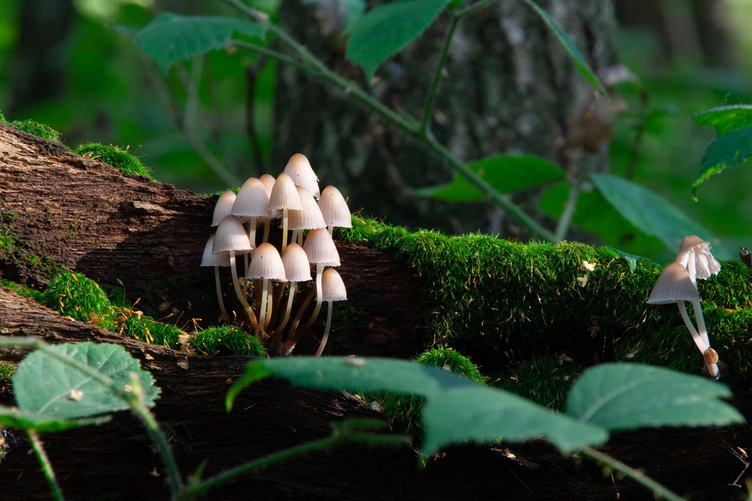 A group of small mushrooms growing on a moss-covered log