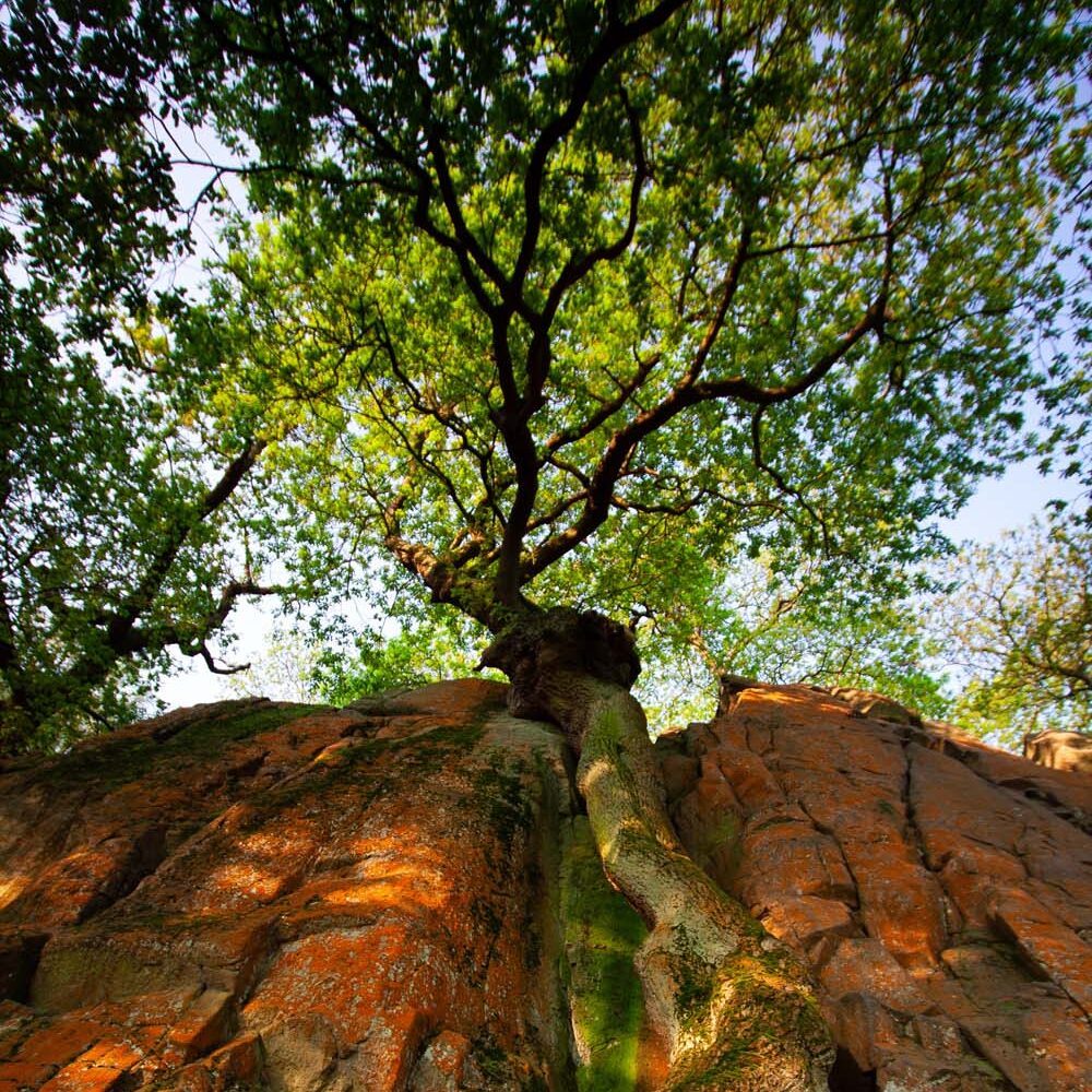 An area of rock covered in orange lichens, with a large tree growing out of a crack