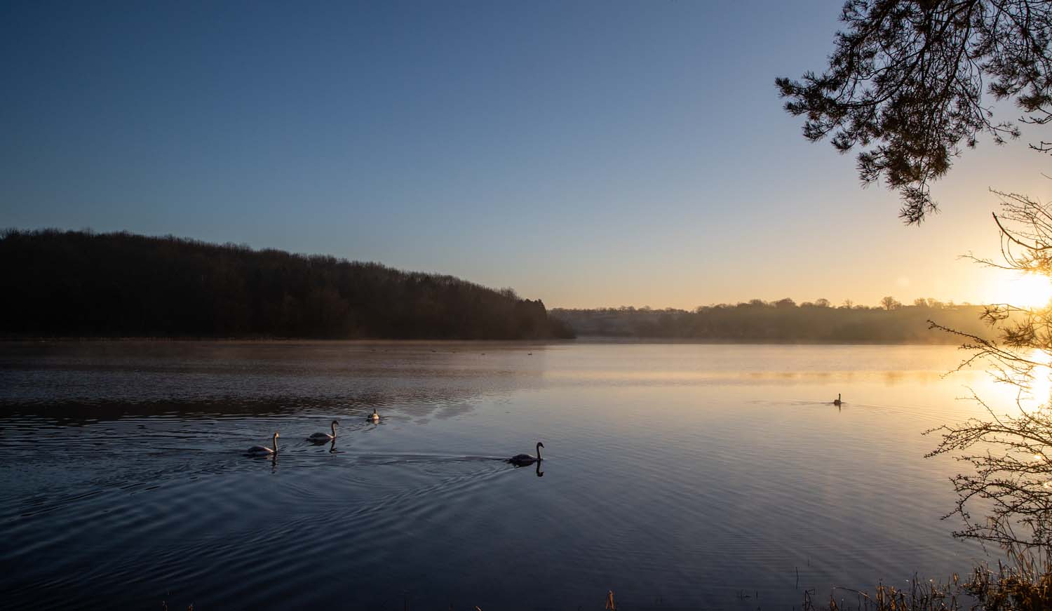 A misty day at Thornton Reservoir. Several swans are on the water.