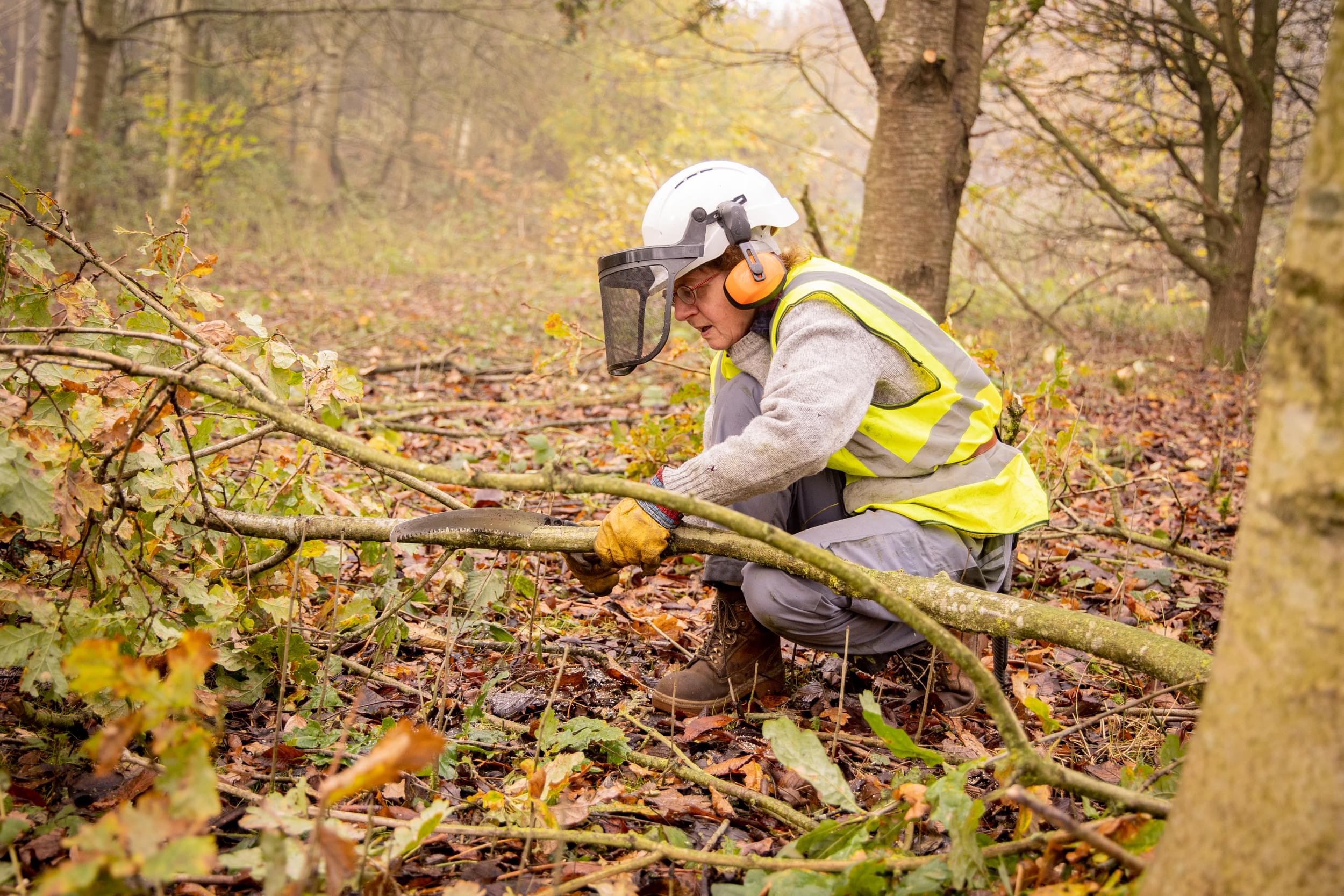 A volunteer, wearing PPE, cuts a small branch within an area of woodland