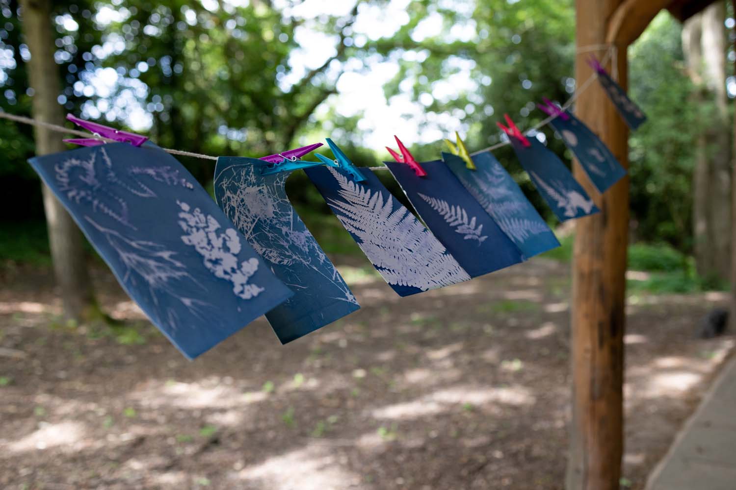 A selection of cyanotype images dangle from a clothes line within an area of woodland