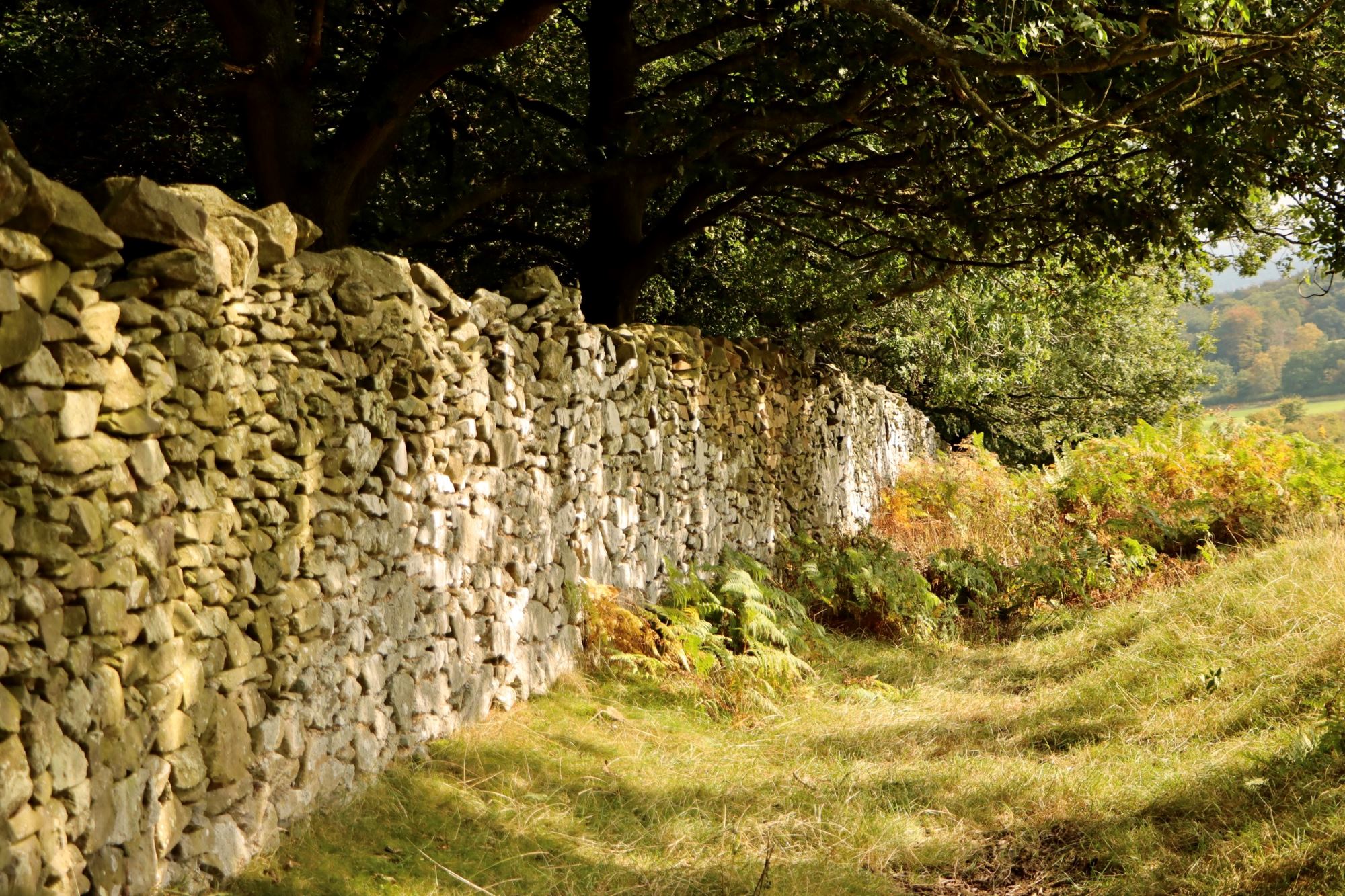 A dry stone wall with trees on the left hand side