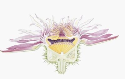 A cross section of a flower drawn by the botanical illustrator Lucy T Smith