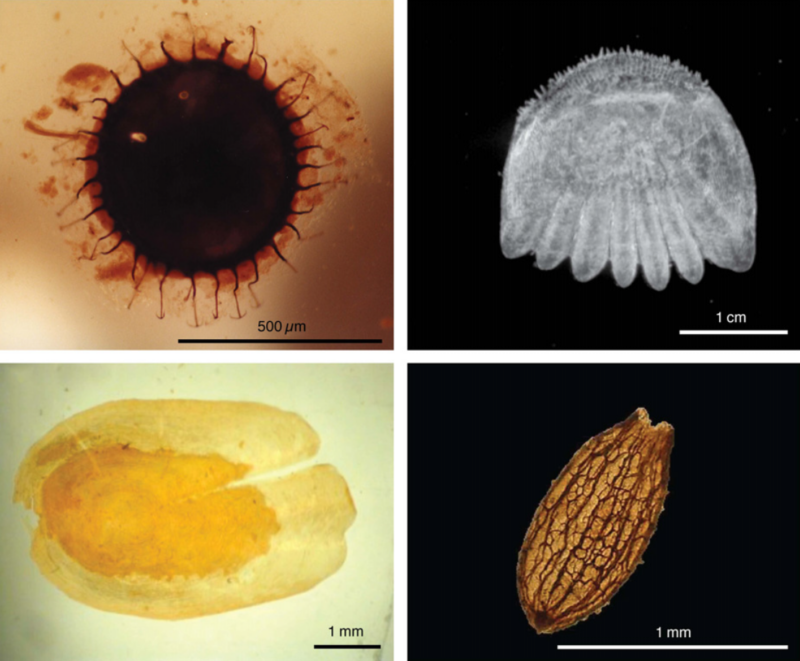 Examples of animal remains found in sediment samples from Groby Pool (clockwise from top left): Cristatella mucedo statoblast, Percid scale, Piscicola geometra egg cocoon, Pike (Esox lucius).