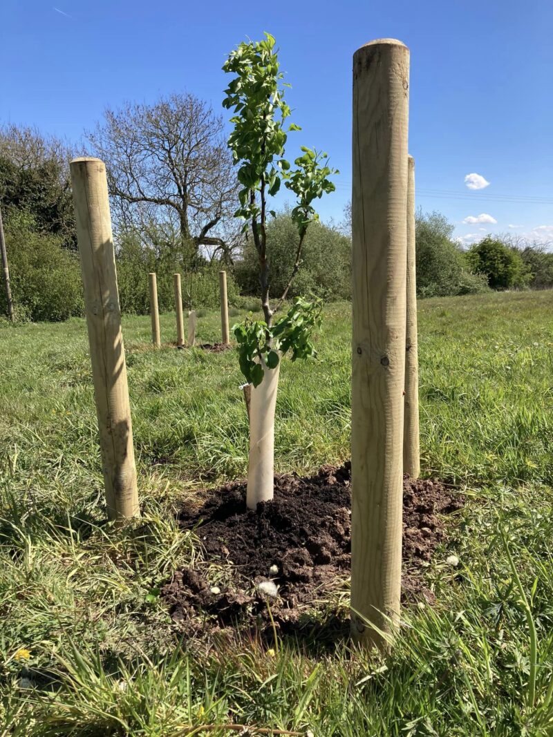 A new fruit tree planted at Brookvale