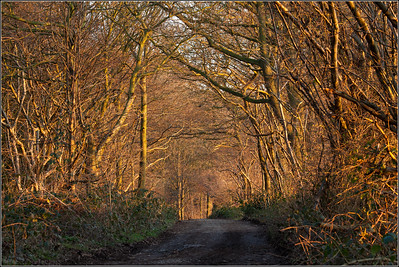 A track through Mucklin Wood