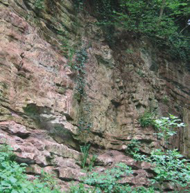 Limestone at Grace Dieu Quarry