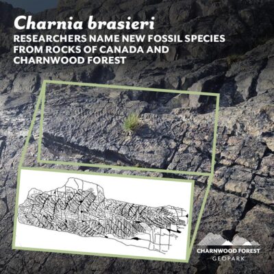 An image of a fossil surface with a sketch drawing of Charnia brasieri