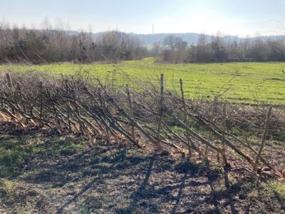 An example of a laid hedge in Charnwood Forest