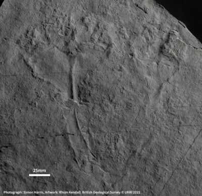 The fossil of Auroralumina is about 20 cm tall.